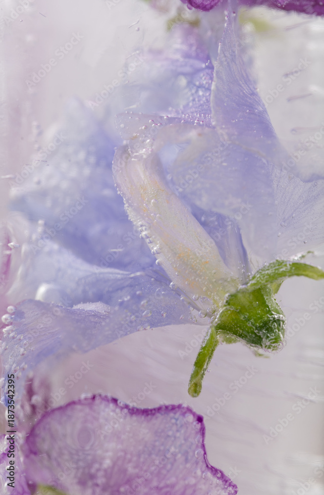 Obraz premium Blue Petals of Sweet Pea Flowers Frozen in Ice