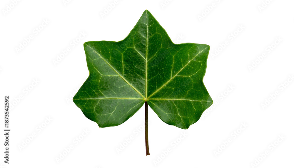 Obraz premium Single, vibrant green leaf against a black background, showcasing vein details