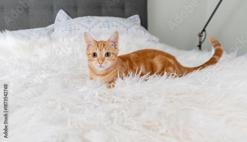 Obraz na plátně Close up of Orange Tabby Kitten Sitting on White Blanket
