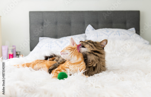 Two cats, Brown and Orange Tabby, Playing on Bed