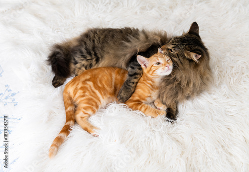 Brown Tabby Cat Grooming Orange Kitten on Blanket