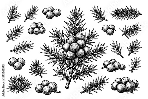 Detailed botanical illustration of juniper sprigs and berries