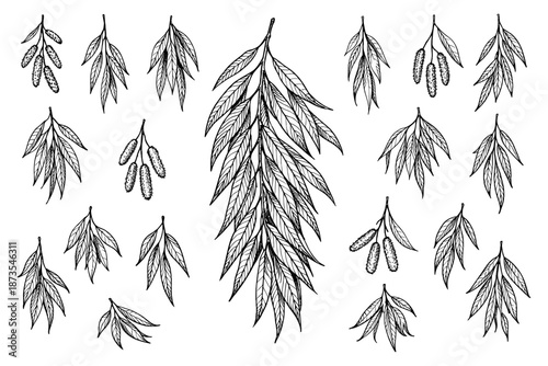 Hand-drawn eucalyptus leaves and seed pods pattern in black and white