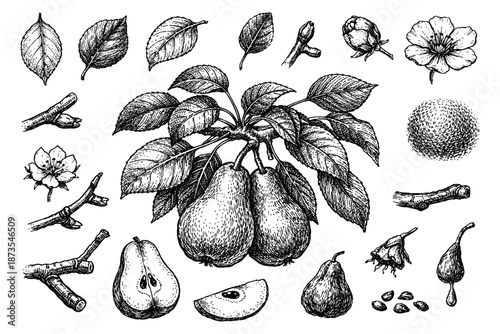 Vintage botanical illustration of pears: detailed leaves, blossoms, and fruit