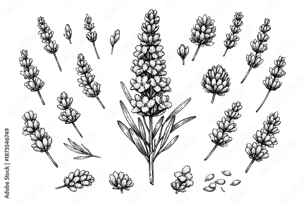 Obraz premium Detailed black and white lavender botanical illustration with floral elements