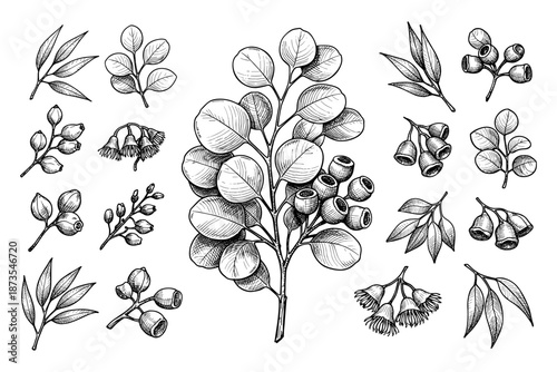 Detailed botanical sketch of eucalyptus leaves and seed pods