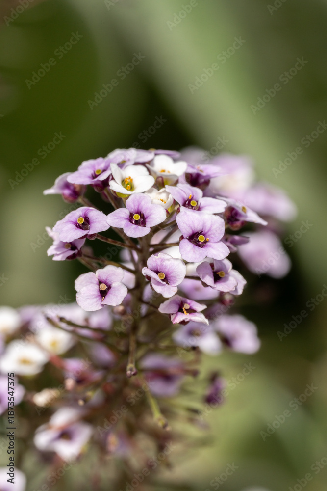 Obraz premium tiny purple flowers