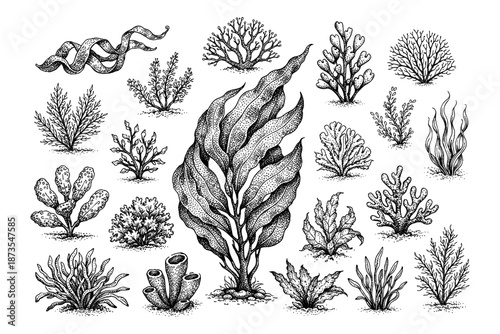 Intricate black and white illustrations of diverse marine plants and algae