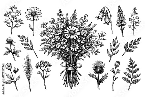 Intricate black and white botanical illustration of diverse flower and plant species