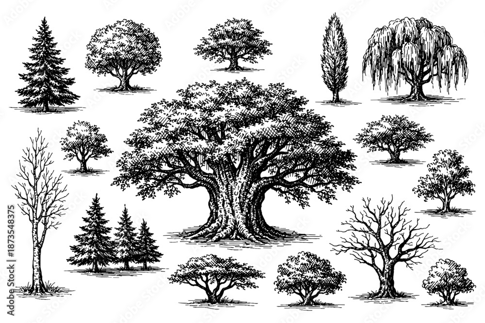 Fototapeta premium Collection of detailed black and white tree illustrations