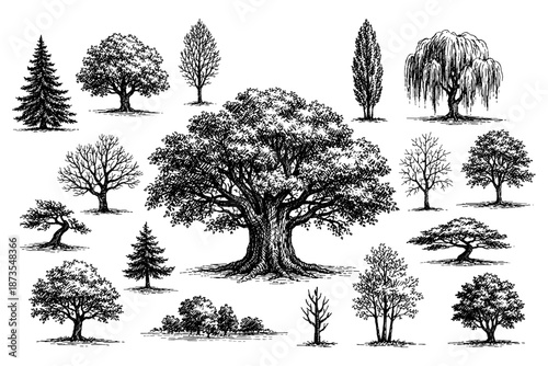 Variety of tree illustrations: oaks, pines, willows, and more in black and white sketches