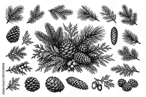Detailed black and white pine cones and evergreen branches illustration