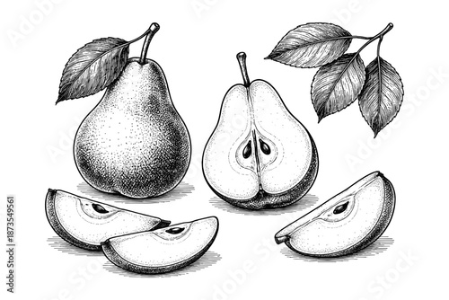 Monochrome pear drawing with leaves and slices in detailed vintage style