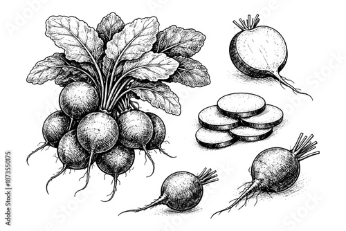Black and white radish illustrations: whole, sliced, and bunched drawings