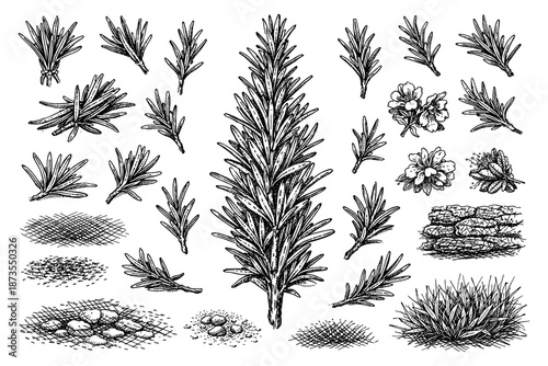 Detailed botanical illustration of rosemary plant and flowers with roots and leaves