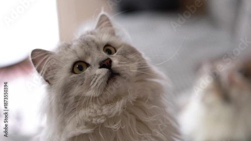 Close up video of a silver gray longhaired cat with different facial expressions, showing mood, character and gentle focus
