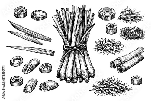 Hand-drawn lemongrass bundle and slices with detailed botanical sketches
