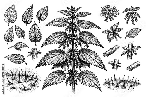 Detailed botanical illustration of urtica dioica with leaves, stems, and flowers in black and white