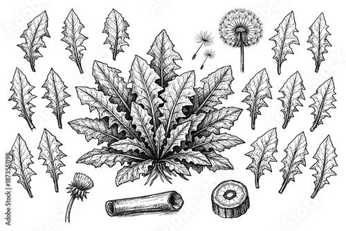 Detailed botanical illustration of dandelion leaves and flowers