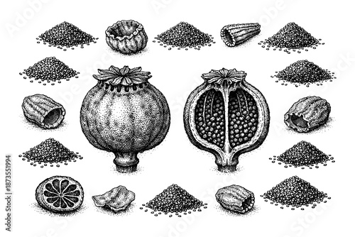 Detailed illustrations of poppy seed pods and seeds in vintage style
