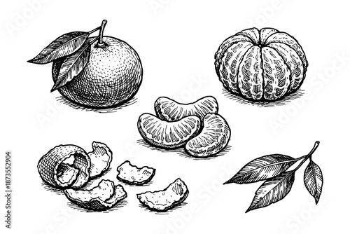 Hand-drawn citrus fruits: orange, tangerine, leaves, peel, and slices
