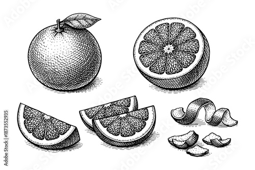 Detailed hand-drawn engravings of whole and sliced oranges with peel
