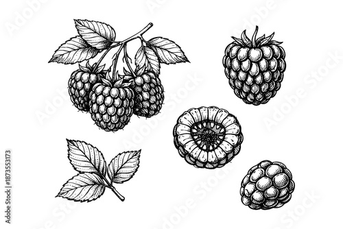 Hand-drawn raspberry illustrations with leaves and detailed texture
