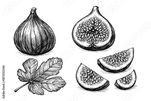 Detailed fig fruit and leaf illustration in black and white