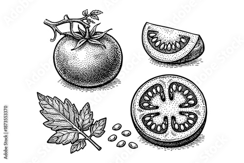 Hand-drawn tomato illustration with fresh slices and leaves