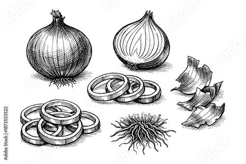 Detailed black and white onion illustration with sliced rings and peels