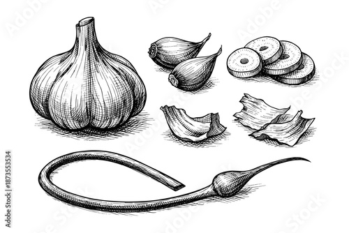 Hand-drawn garlic and shallot variety sketch with detailed slices and cloves