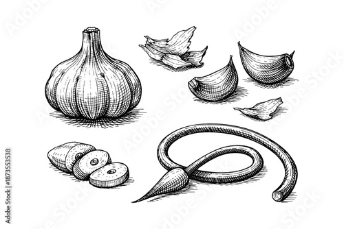 Hand-drawn garlic illustrations with cloves and bulb variations
