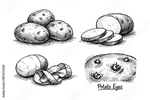 Hand-drawn potato illustrations: whole, sliced, peeled, detailed eyes