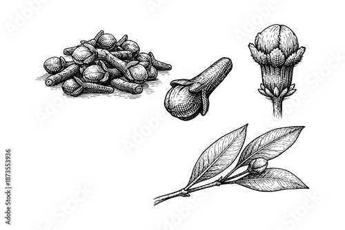 Detailed ink drawing of cloves: buds, flower, and leaves illustrations