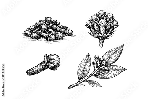 Detailed black and white illustrations of cloves and clove branch with leaves