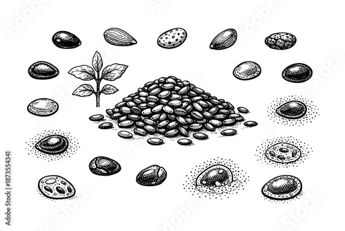 Hand-drawn seed variety illustration with pile and single seeds