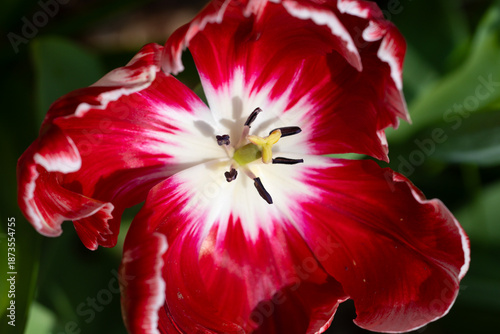 Canvas Print Floral macro with tulip details