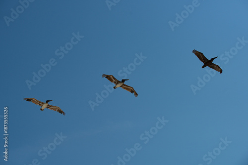 Принти на полотні Pelican flight shows coastal wildlife