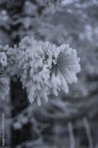pine branches covered with frost in winter
