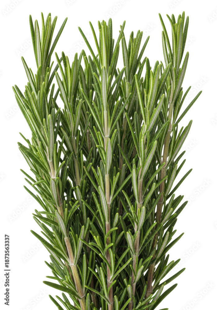 Fototapeta premium High-key macro shot of fresh salvia rosmarinus rosemary woody cuttings, dark green needle leaves emphasizing textural clarity on a transparent background. Botanical study concept