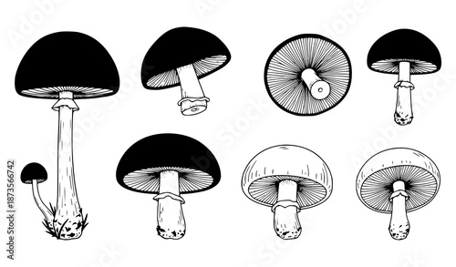 Assorted mushrooms vector illustration isolated on white background for nature and food design