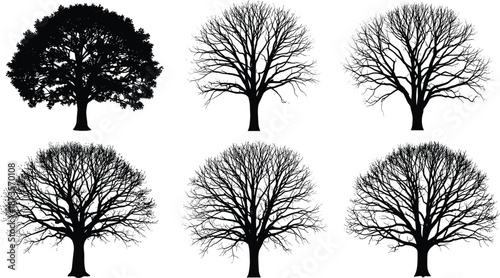 Set of black tree silhouettes and deciduous bare branch tree vectors isolated on white background for architectural landscape design and illustration