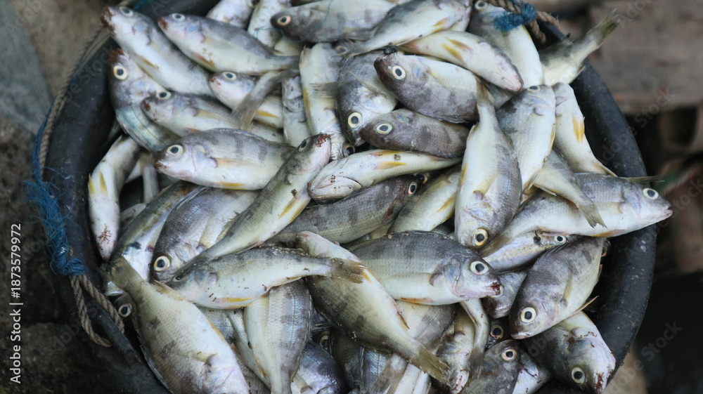 Obraz premium Fresh fish just caught by fishermen. These fish are packed in ice boxes and then sold at traditional markets.