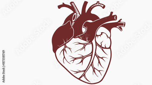 Anatomical Human Heart Medical Health Organ Illustration Isolated background