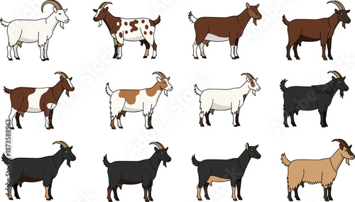 Goat breeds illustration set, domestic farm animals collection, different goat colors patterns, agriculture livestock cartoon vector design