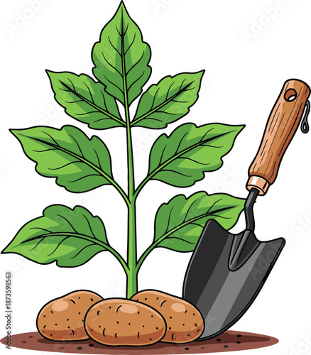 Flat style vector illustration of a green potato plant with brown tubers and a metal hand garden trowel tool