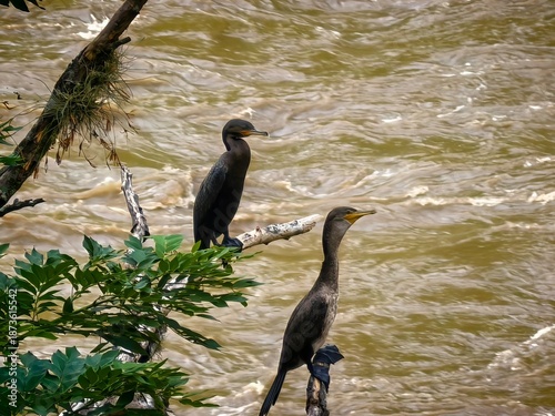 Naturaleza: aves en turbulencia 