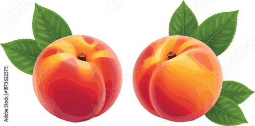Fresh ripe peach fruit vector illustration with green leaves isolated on white background, juicy summer food design elements set