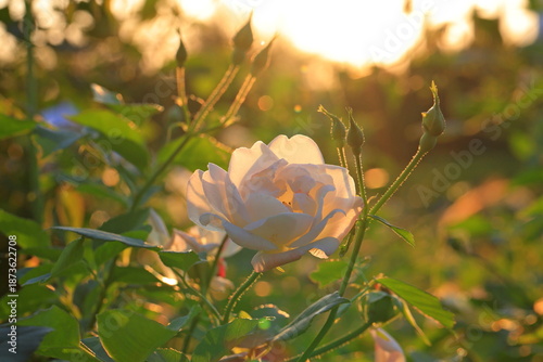 Quadro su tela Beautiful rose in the garden, close-up. Nature background
