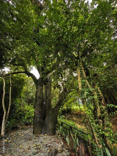 Caracolí: frondoso e imponentes